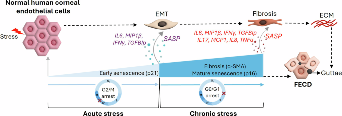 Fig. 7: Schematic representation of FECD pathogenesis driven by concurrent UVA and 4OHE2 – induced stress.