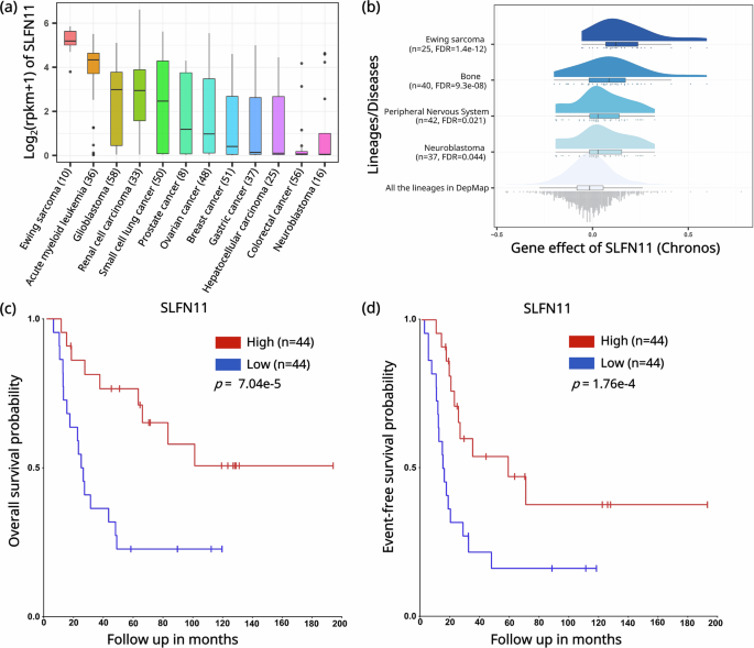 Fig. 1: SLFN11 is highly expressed in EWS and is associated with improved prognosis.