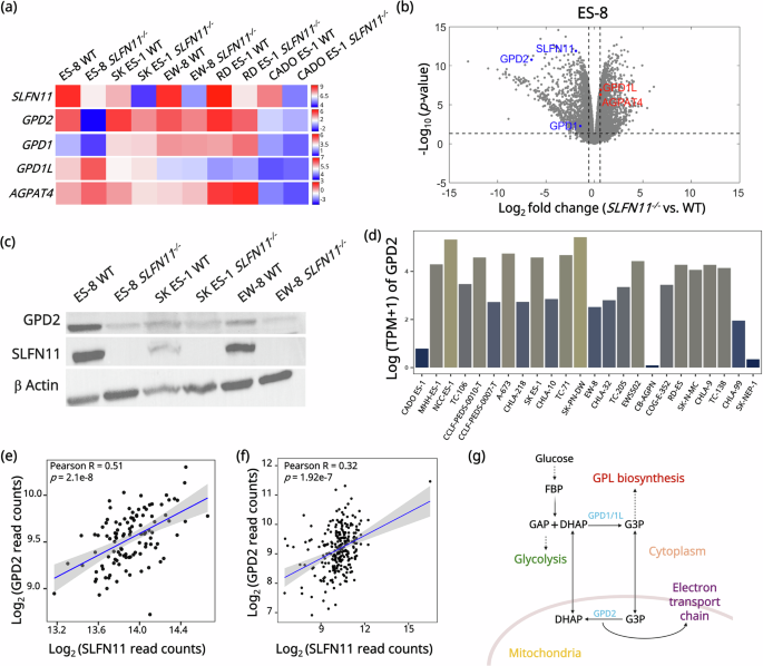 Fig. 2: Knockout of SLFN11 reprograms the G3PS through downregulation of mitochondrial GPD2.