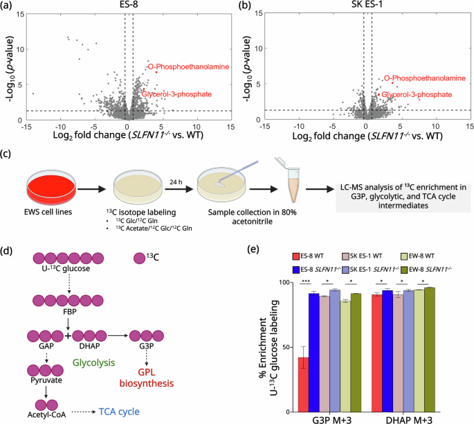Fig. 3: SLFN11 knockout promotes G3P accumulation in EWS cells.