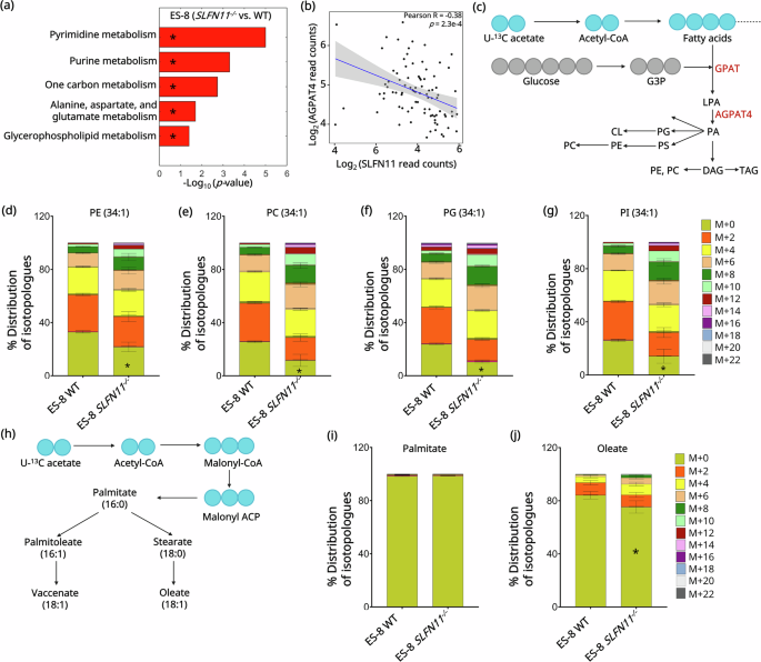Fig. 4: SLFN11 knockout increases GPL biosynthesis in EWS.