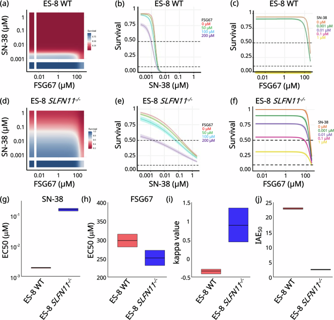 Fig. 5: SLFN11 knockout sensitizes EWS cells to combined DNA damage and GPAT1 inhibition.