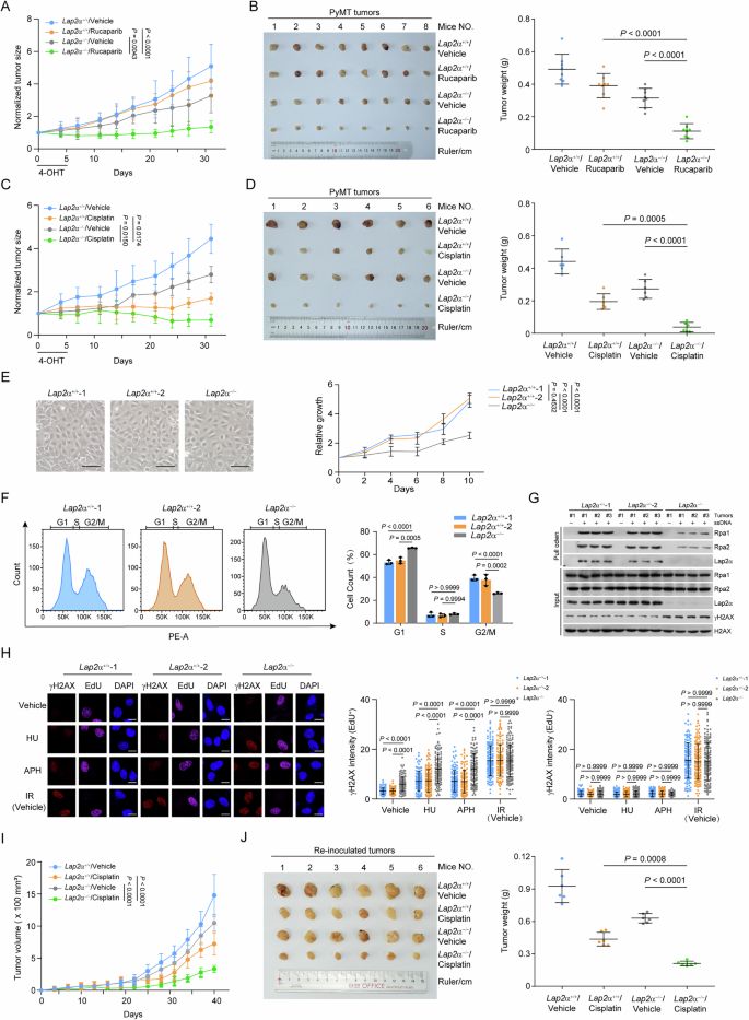 Fig. 3: Lap2α knockout sensitizes mammary gland tumors to chemotherapeutic drugs.