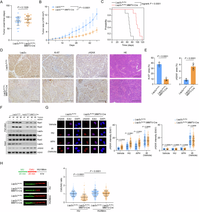 Fig. 4: Lap2α acts intrinsically in promoting mammary gland tumor progression.