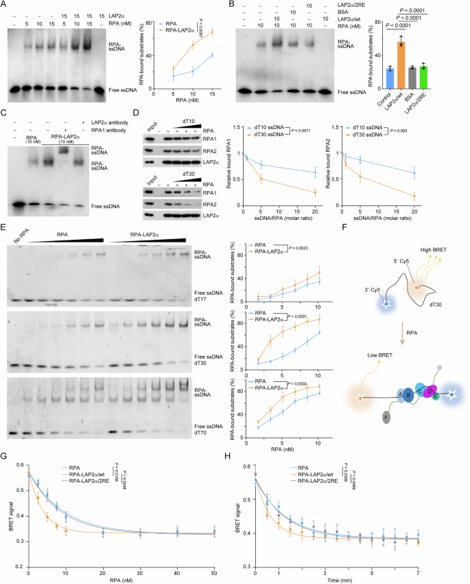 Fig. 6: LAP2α directly stimulates the loading of RPA onto ssDNA.