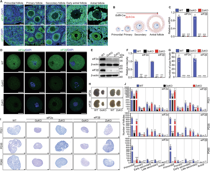 Fig. 1: Oocyte-specific deletion of Eif2s1 and Eif2s2 causes mouse follicle development defects and infertility.