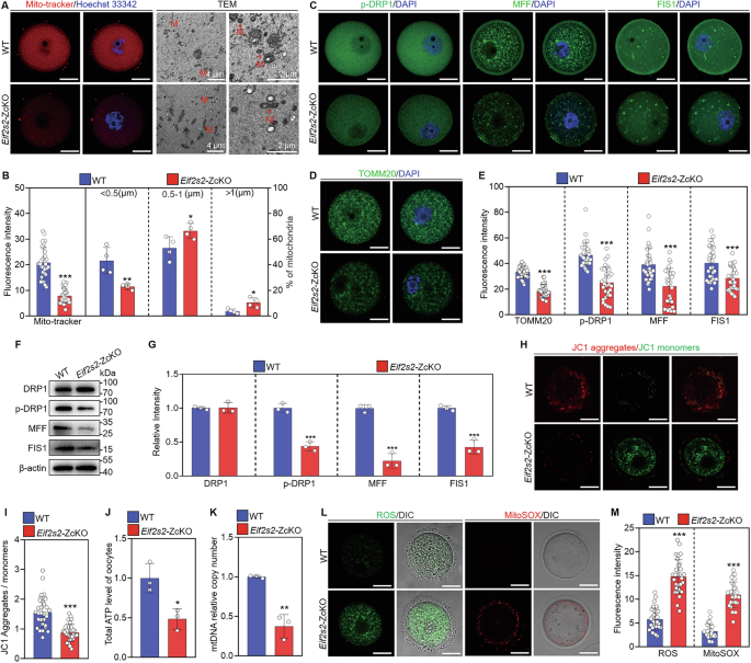 Fig. 5: Depletion of Eif2s2 in oocytes impairs mitochondrial fission and function.