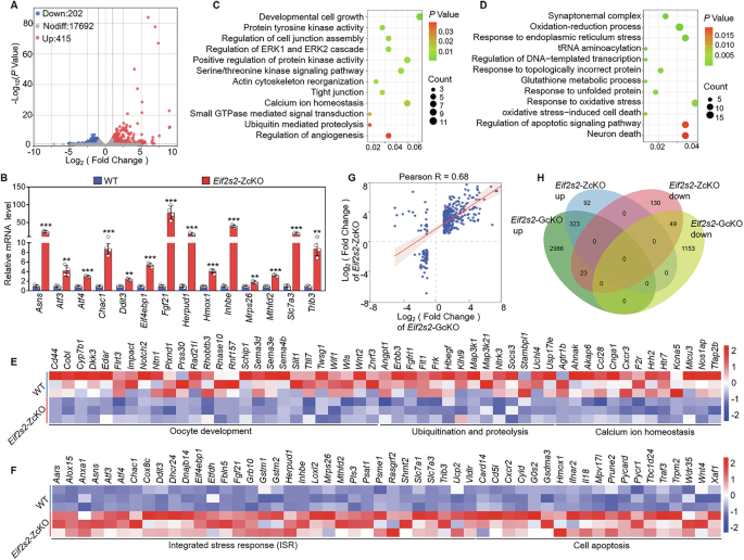 Fig. 6: Depletion of Eif2s2 in oocytes impairs the integrity of the transcriptome.