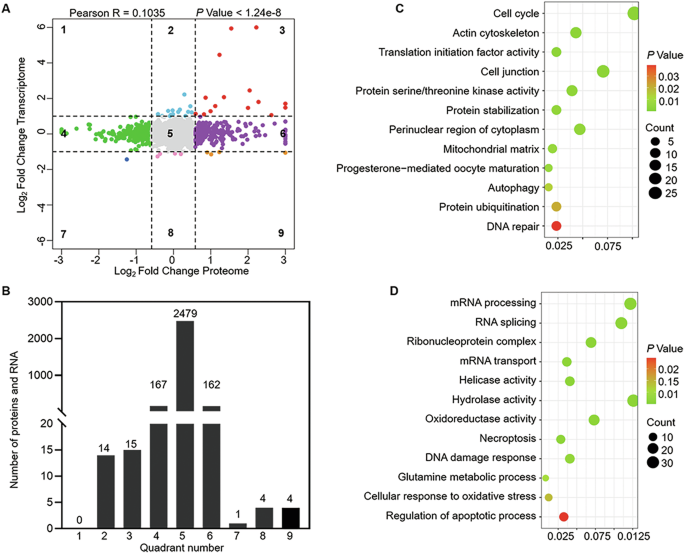 Fig. 7: The integration analysis between transcriptome and proteome in Eif2s2-ZcKO oocytes.