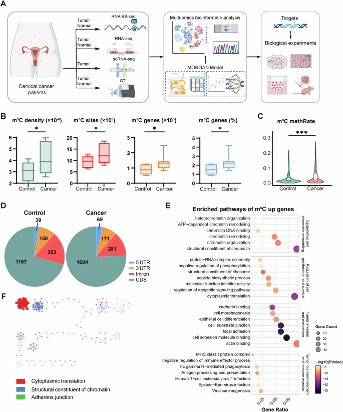Fig. 1: Global RNA m5C hypermethylation and its functional implications in cervical cancer.