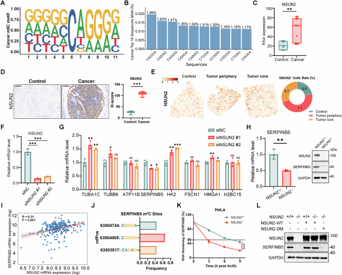 Fig. 3: NSUN2 is upregulated in cervical cancer and promotes SERPINB5 expression.