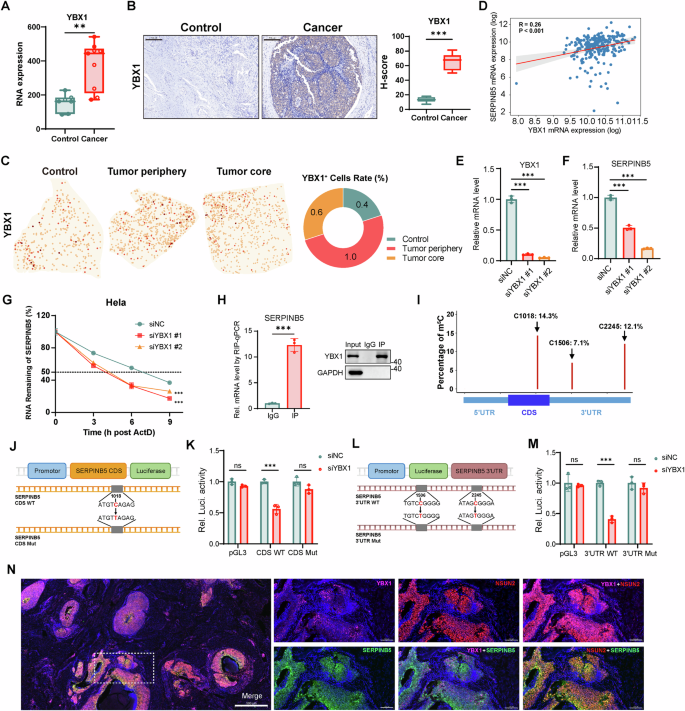 Fig. 4: YBX1 recognizes NSUN2-deposited m5C to promote SERPINB5 mRNA stability and expression in cervical cancer.