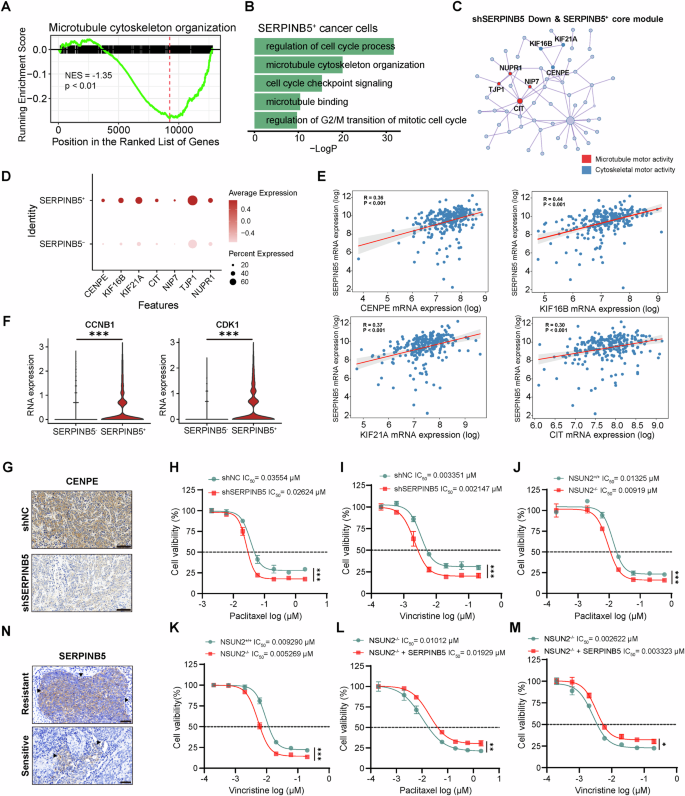 Fig. 7: SERPINB5 modulates microtubule dynamics and cell cycle progression to regulate microtubule-targeting chemotherapy response in cervical cancer.