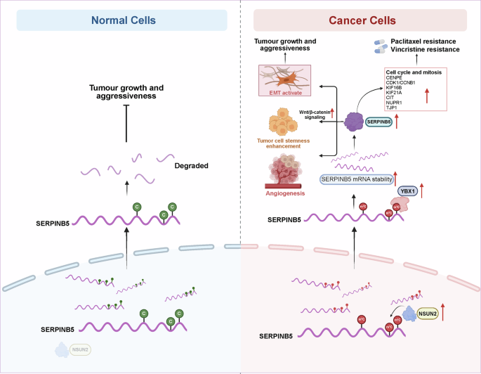 Fig. 8: Schematic model of the NSUN2/YBX1–SERPINB5 axis in normal and cancer cells.