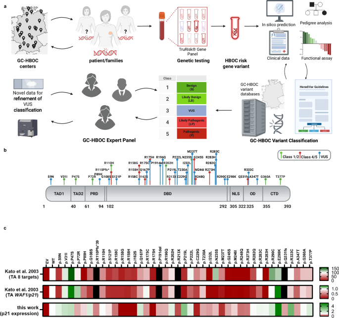 Fig. 1: TP53 variant identification and classification.