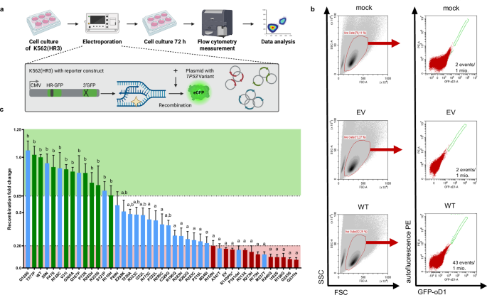 Fig. 2: Analysis of DNA recombination as a function of the TP53 variant.