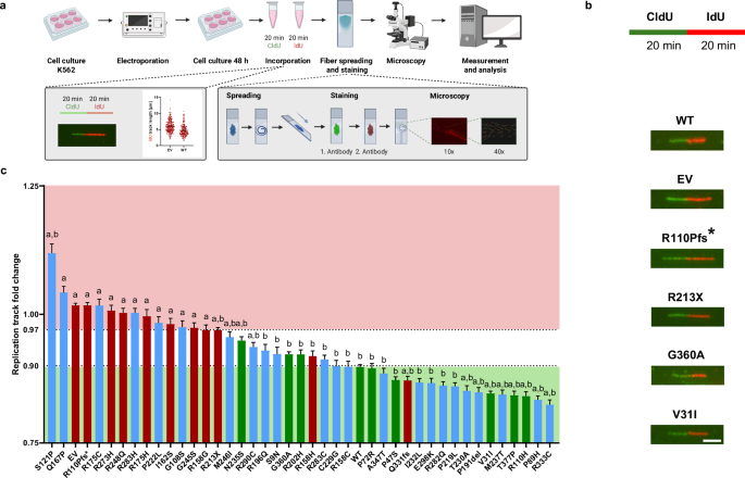 Fig. 3: Analysis of DNA replication track lengths as a function of the TP53 variant.