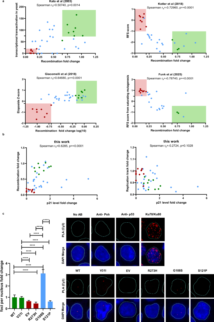 Fig. 5: Correlations between recombination measurements and canonical p53 functions as well as impact of p.G108S and p.S121P on p53-POLɩ-complex formation.