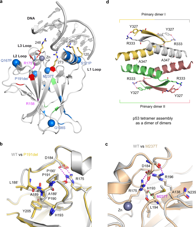 Fig. 6: Locations and structural effects of different TP53 variants.