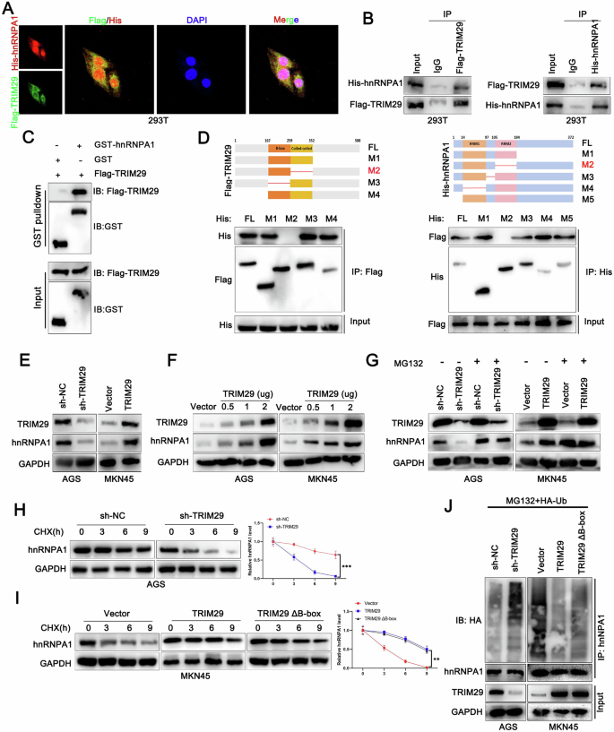 Fig. 4: TRIM29 interacts with hnRNPA1.