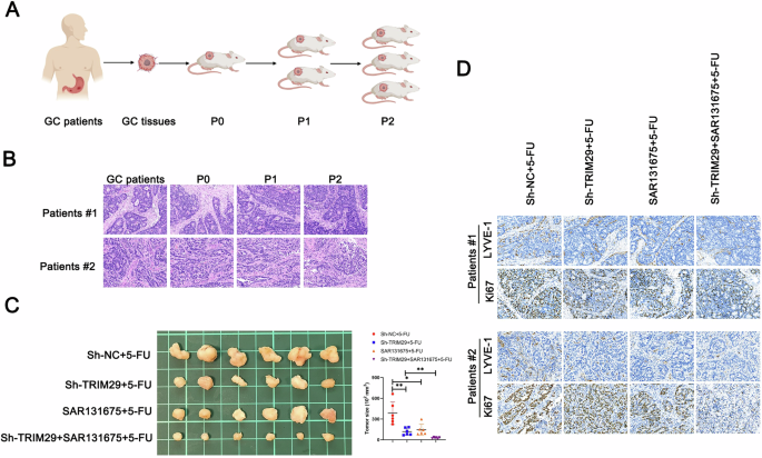 Fig. 7: Targeting TRIM29 in GC augmented the efficacy of 5-FU.