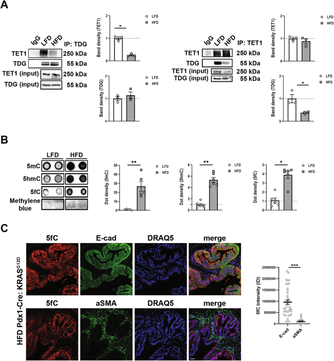 Fig. 2: Altered metabolite availability induces TET1/TDG complex disassembly and 5fC accumulation in pancreatic epithelial cells.