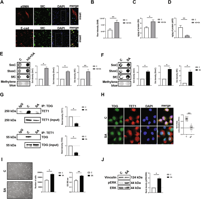 Fig. 3: Succinate exposure recapitulates dysmetabolic-induced DNA demethylation cycle deregulation in HPDE cells.