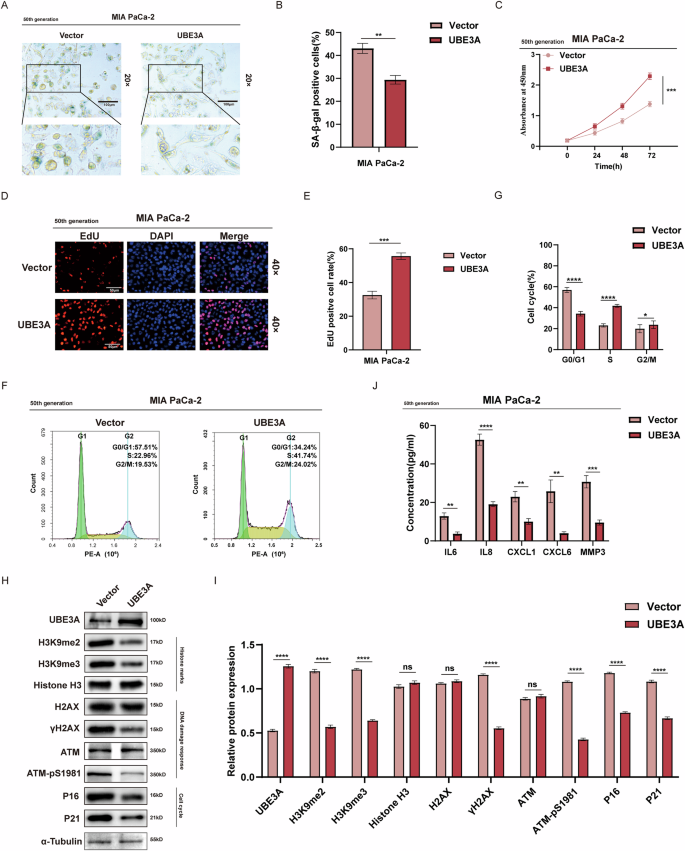 Fig. 1: Upregulation of UBE3A enhances the resistance of pancreatic cancer cells to senescence.