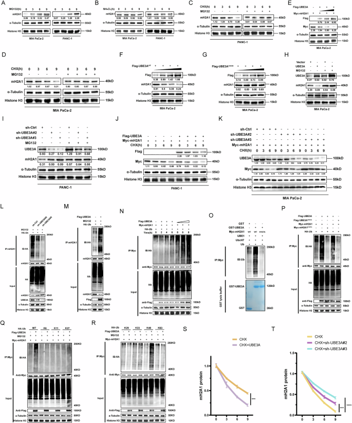 Fig. 4: UBE3A promotes mH2A1 protein degradation via the UPS.