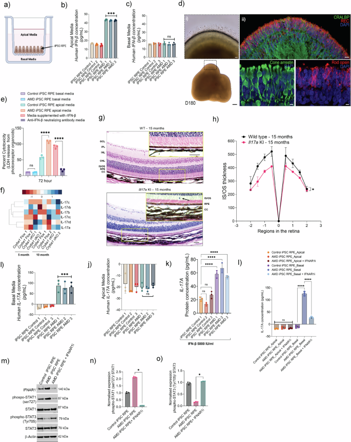 Fig. 2: Polarized secretion of IFN-β from RPE contributes to photoreceptor and retinal cell damage.