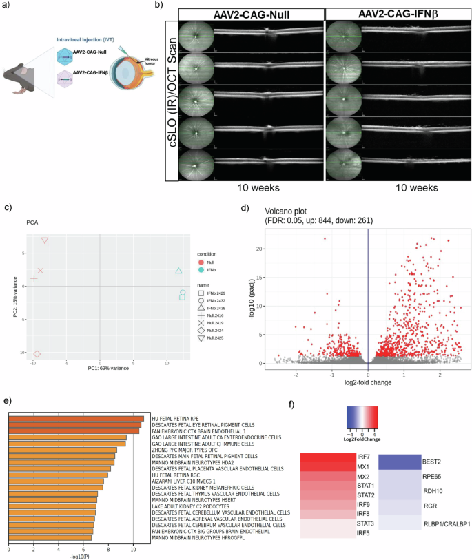 Fig. 3: Bulk RNA-seq shows the effects of prolonged IFN-β signaling across RPE and choroid.