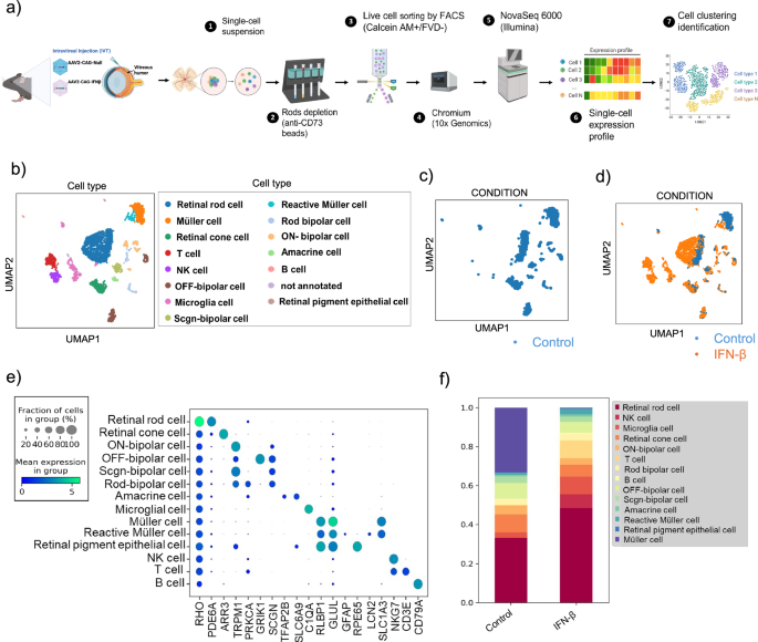 Fig. 4: Single cell RNA sequencing shows the effects of prolonged IFN-β signaling across various retinal cell types.