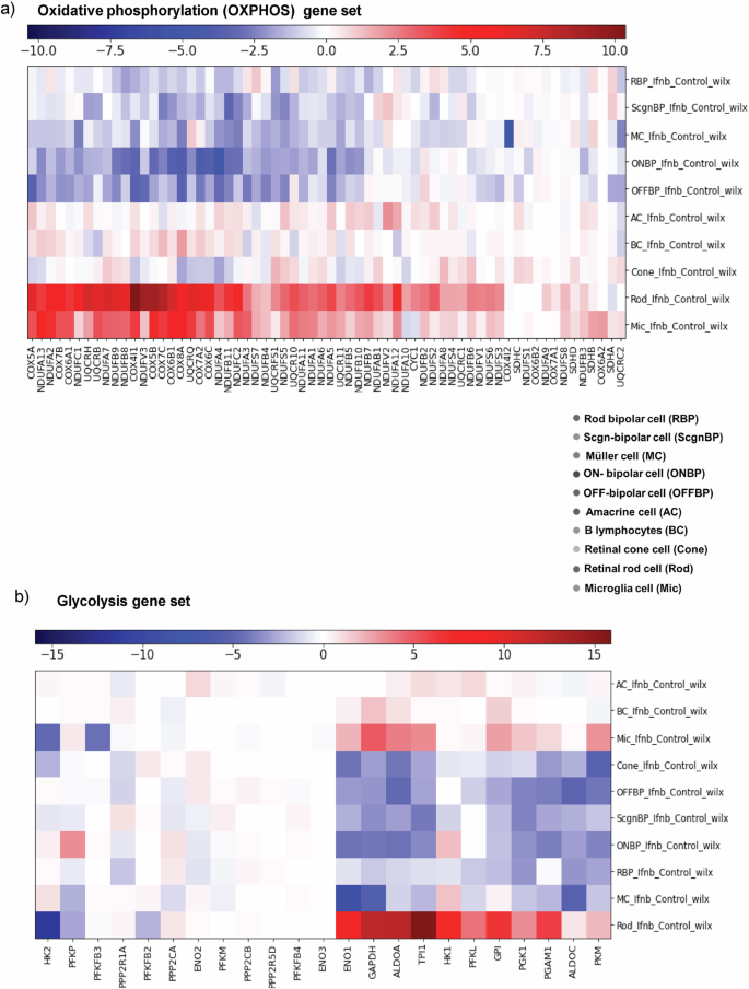 Fig. 5: Gene networks in heat map demonstrated altered rod energy metabolism.