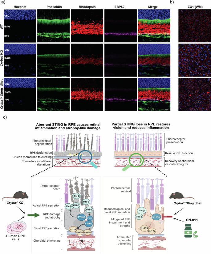 Fig. 9: Rescue of retinal structure and function in Cryba1/Sting dhet mice.