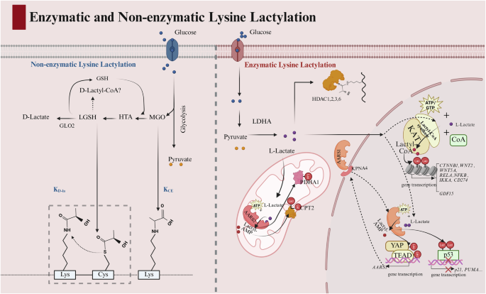 Fig. 1: Enzymatic and non-enzymatic lysine lactylation pathways.