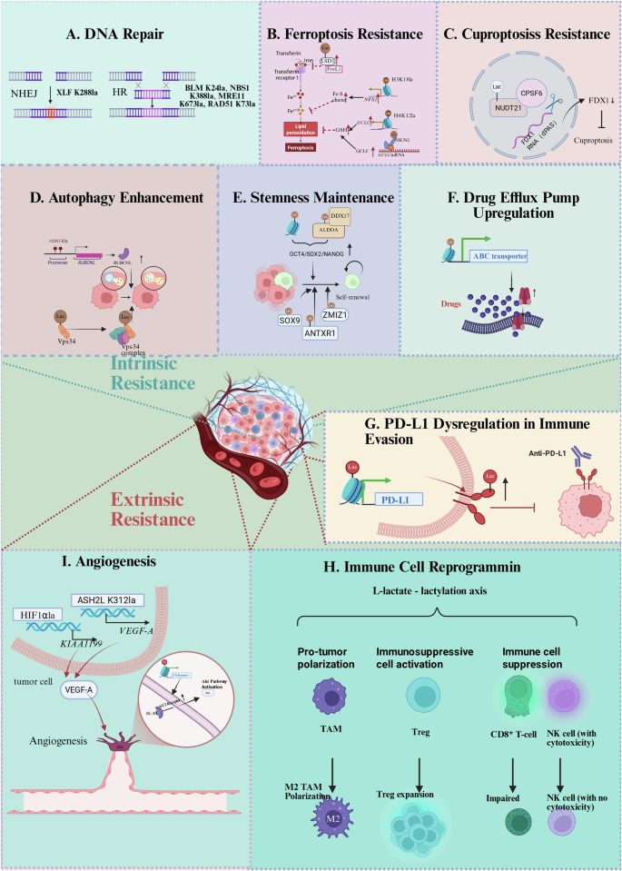 Fig. 2: Lactylation-mediated mechanisms of cancer cell death resistance.