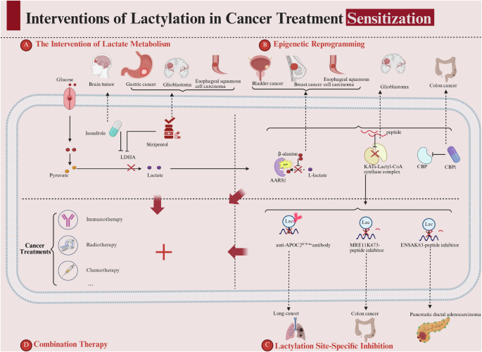 Fig. 3: The effects of lactylation interventions on improving cancer treatment sensitivity.