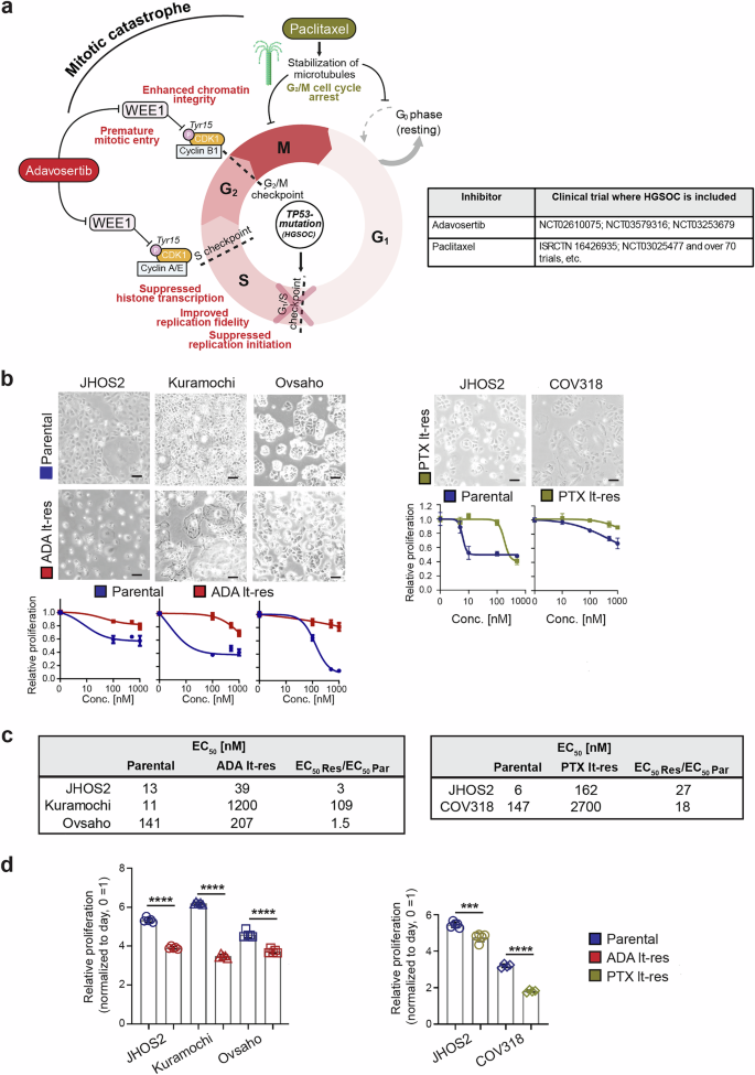 Fig. 1: The effects of ADA and PTX long-term exposure on cell cycle dynamics and proliferation in HGSOC models.