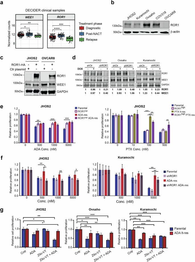 Fig. 6: ROR1 expression contributes to long-term resistance to ADA or PTX in HGSOC models.