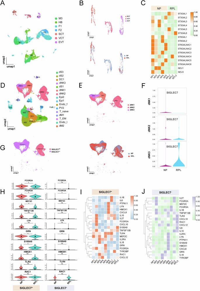 Fig. 1: Dysregulated expression of sialylation-related genes in EVT cells and imbalance of Siglec7+ dNK cells in RPL.