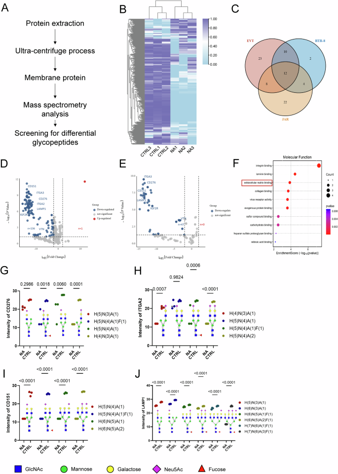 Fig. 3: Identification and functional validation of sialylated membrane glycoproteins that interact with Siglec-7 in EVT cells.