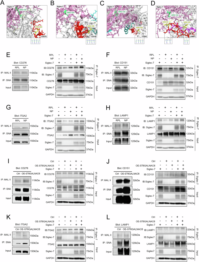 Fig. 4: Glycosylation of membrane glycoproteins with sialic acid and their interaction with Siglec-7.