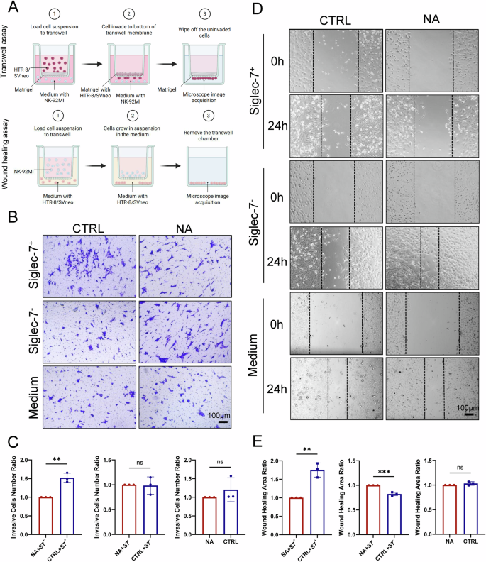 Fig. 5: Sialic acid–Siglec-7 interactions regulate HTR-8 cell migration and invasion via NK-92MI cell coculture assays.