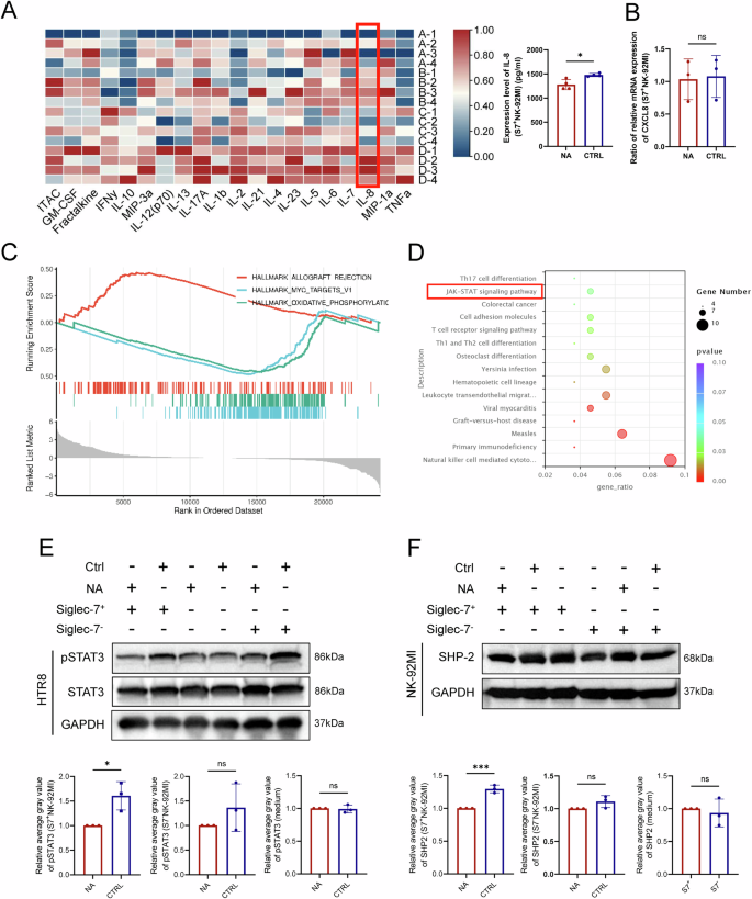 Fig. 6: Sialic acid–Siglec-7 interactions regulate IL-8–STAT3 signaling in HTR-8 and NK-92MI cell cocultures.