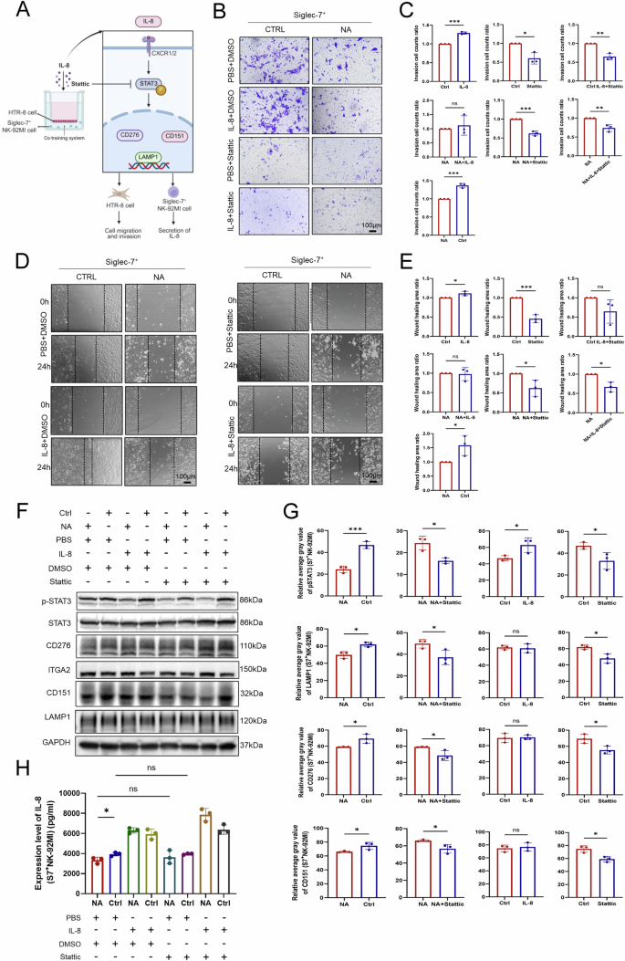 Fig. 7: Modulation of the IL-8–STAT3 pathway affects HTR-8 cell invasion and migration.