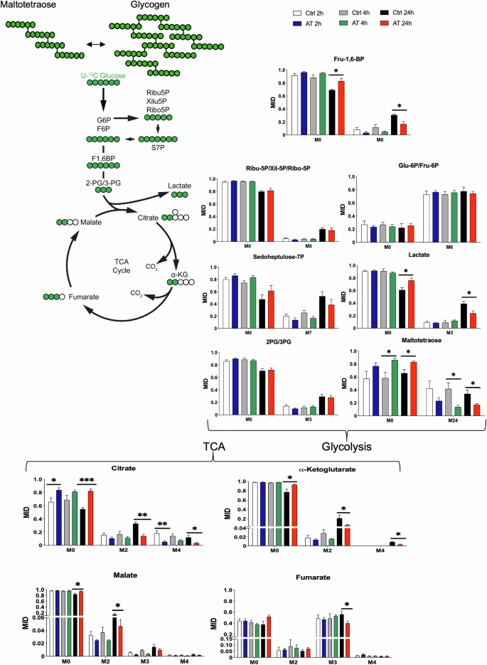 Fig. 2: 13C6-Glucose time-course tracing analysis highlights glycolysis and TCA impairments in AT cells.