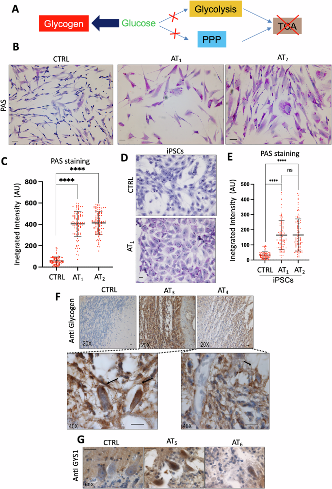 Fig. 3: AT cells and tissues accumulate glycogen.