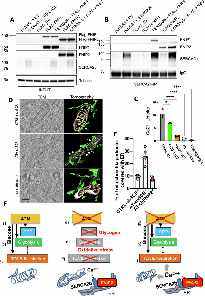Fig. 6: FNIP2 interacts with SERCA2b stimulating ER reuptake of Ca2++ and MERC formation in AT cells.