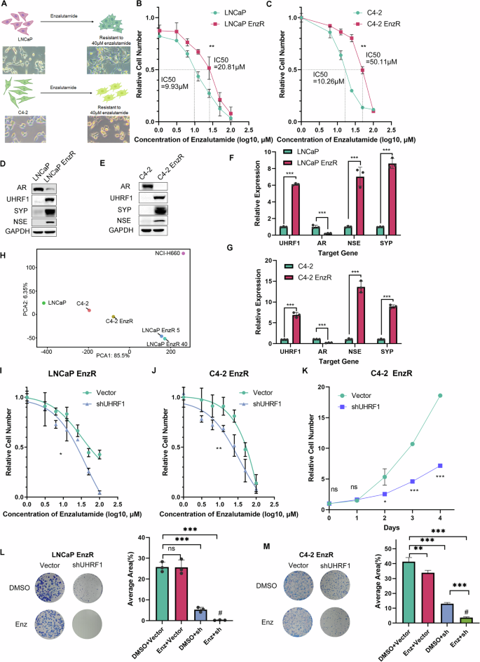 Fig. 2: UHRF1 regulates the sensitivity of prostate cancer to enzalutamide.