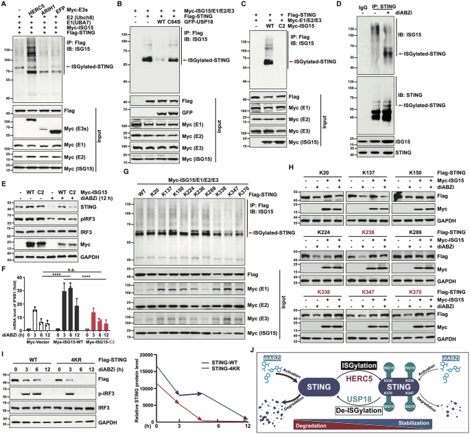 Fig. 2: ISGylation at four key lysine residues (K236, K338, K347, and K370) promotes STING stability through the USP18-HERC5 axis.
